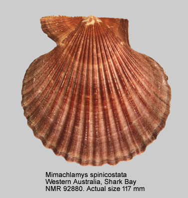 Mimachlamys spinicostata  (3).jpg - Mimachlamys spinicostata Dijkstra & Beu,2018